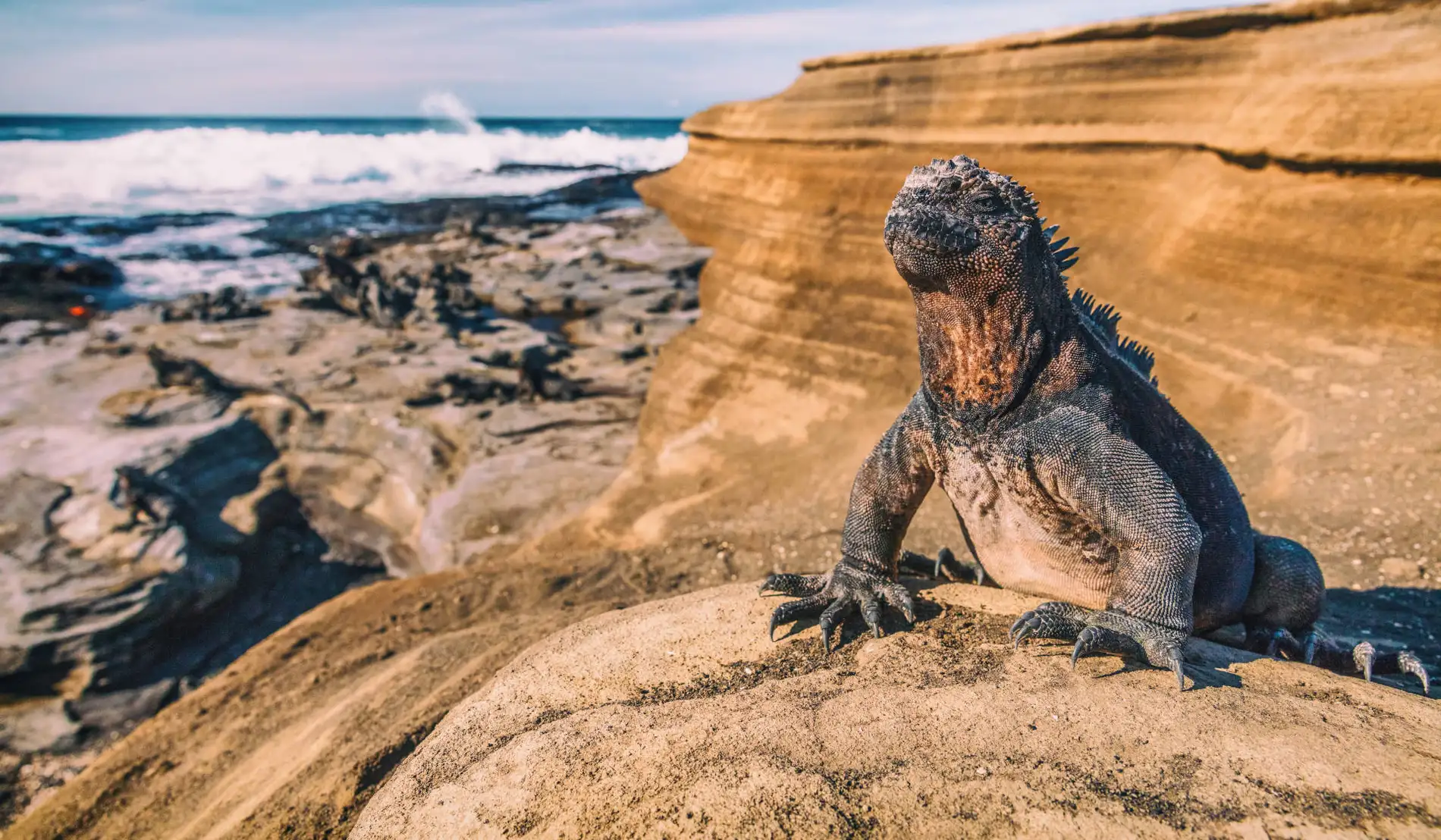 Crossing 2024 Insider Expeditions   Que Ver Islas Galapagos.webp