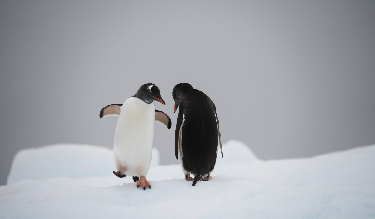Lena Bulych Cierva cove (11)