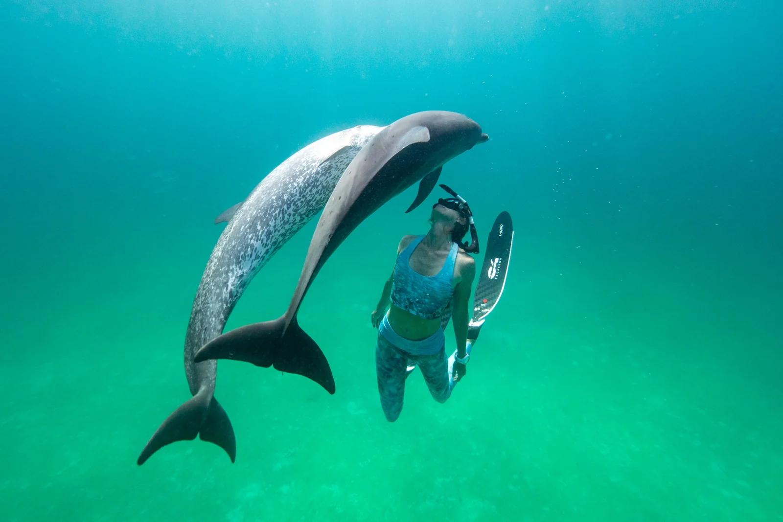 Day 3 — Swim with the dolphins