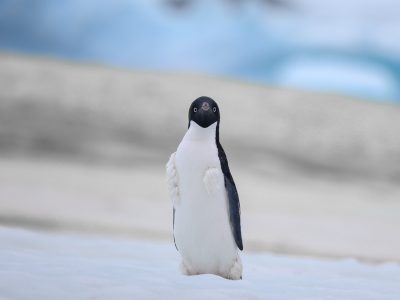Kennedynz-InsiderExpeditions-Antarctica-300