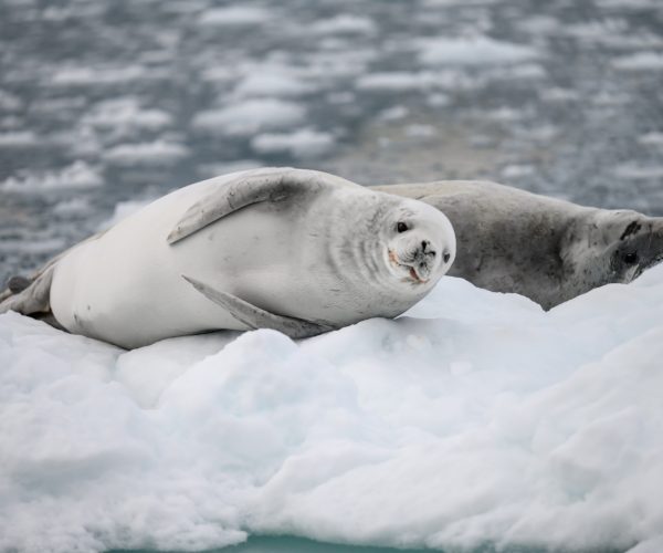 Kennedynz-InsiderExpeditions-Antarctica-412