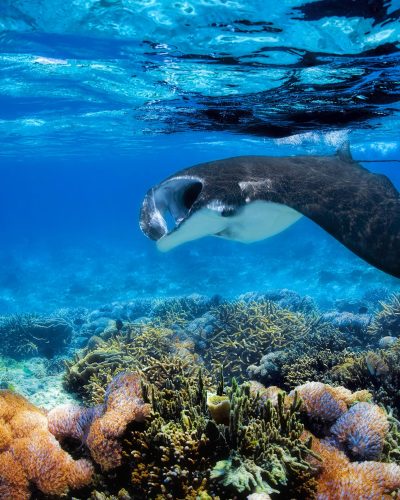 Manta Ray