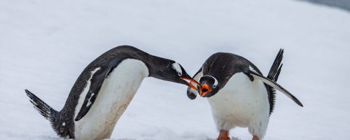 Wenyan_Wang(Qiu_Bi)_251108_0M2A9663